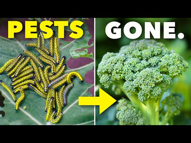 The Clever Way Smart Gardeners Keep Pests Away