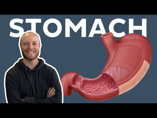 Anatomy of the Stomach: Structure, Layers, and Mucosa