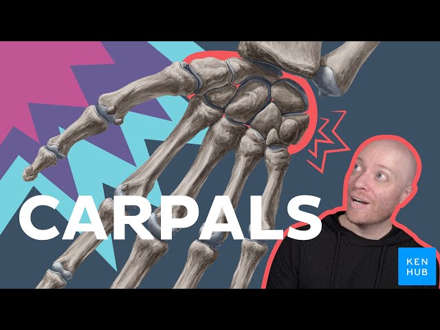 Learn All 8 Carpal Bones in 12 Minutes