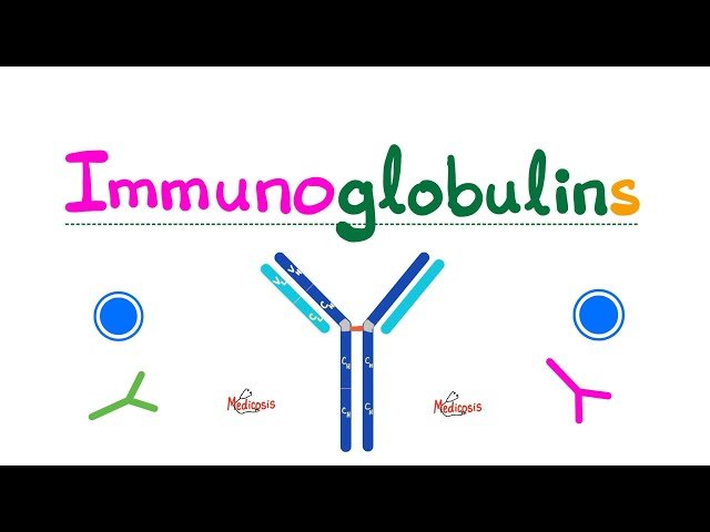 Antibodies - IgG, IgM, IgA, IgE, IgD - Gamma Globulins - Humoral Immunity