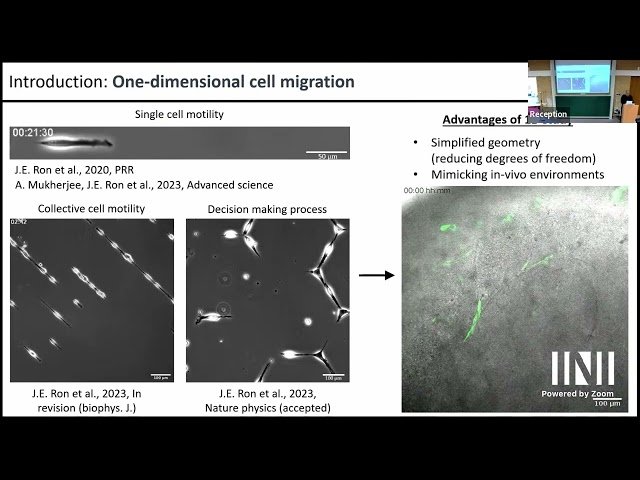 Emergent Oscillations During Cellular Directional Decision-Making on Junctions