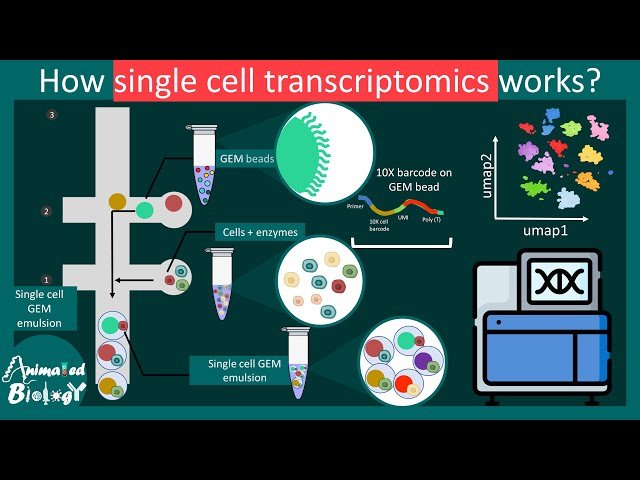 Single-Cell Transcriptomics Explained - scRNA-seq Basics - Molecular Biology