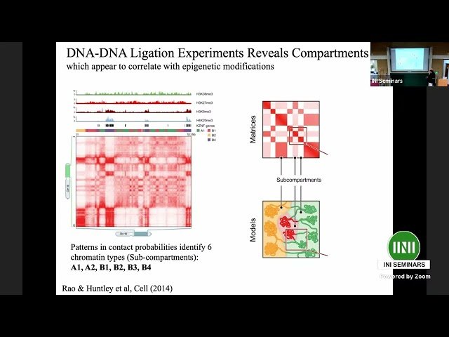 Modeling the Genome: A View by a Physicist - A Statistical Physics Approach