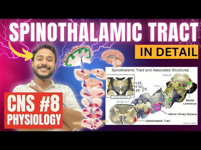 Spinothalamic Tract Physiology - Ascending Tracts of Spinal Cord Physiology