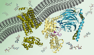 Biochemistry: Biomolecules, Methods, and Mechanisms