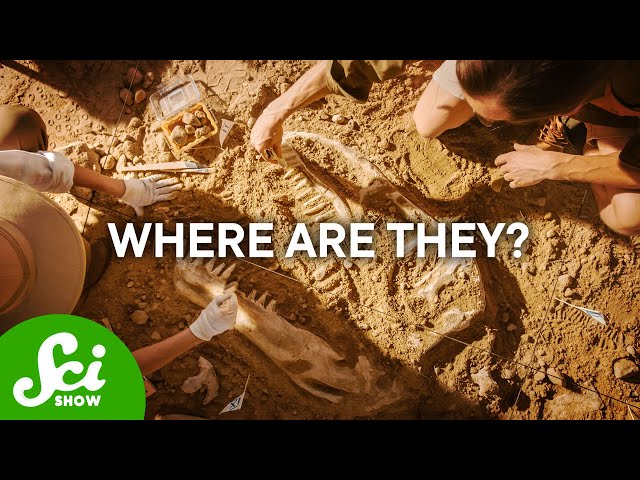 Why Don't We Have More Fossils?