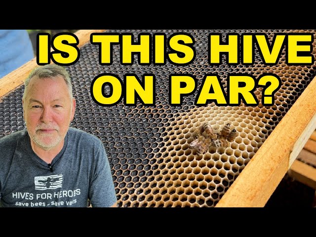Beekeeping: Package Inspection at Day 16