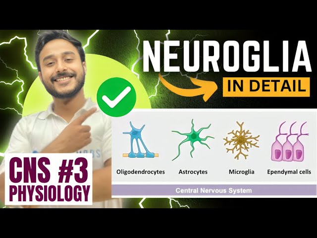 Neuroglia Physiology - Functions and Structure of Neuroglial Cells in CNS Physiology