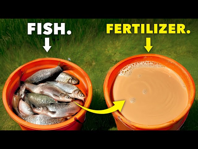 Better than Miracle Gro - Make Fertilizer from Fish Scraps