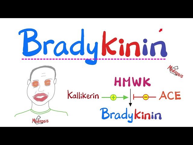 Bradykinin Pharmacology and ACE Inhibitors - Immunology - Pathology