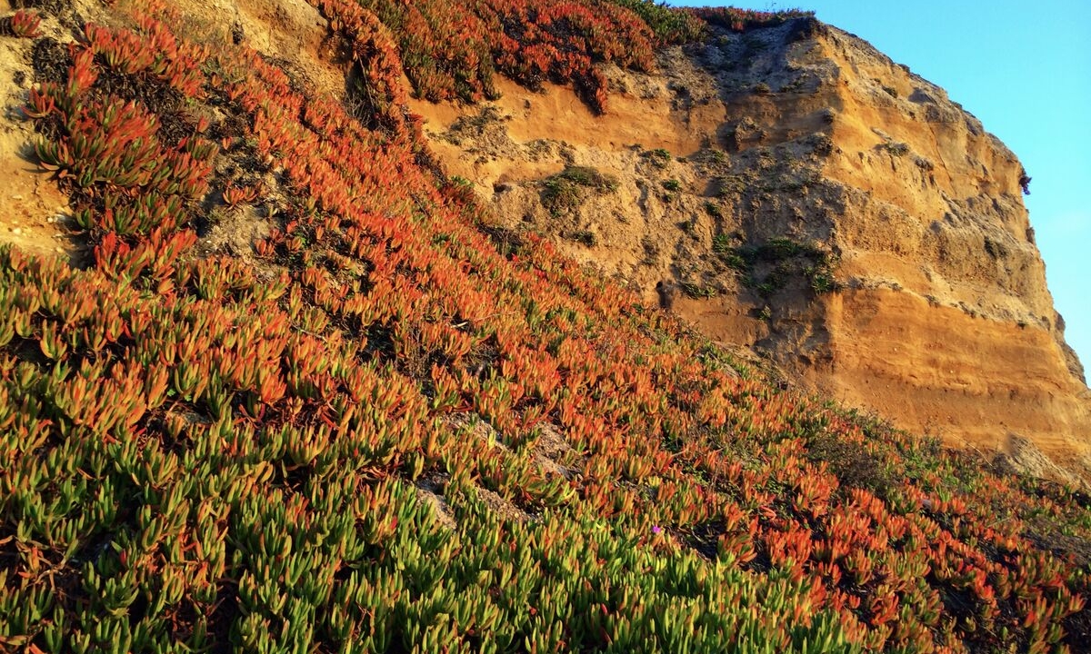 iPhone Photography: Practical Skills for Everyday Subjects with Jack Hollingsworth