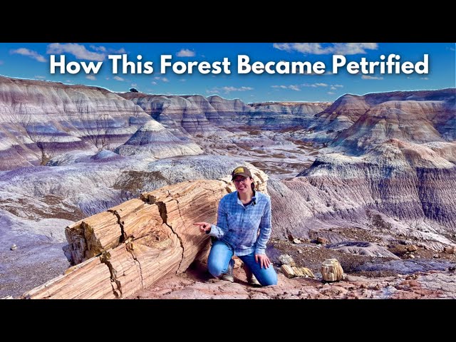 Geologic History of the Petrified Forest National Park - From Ancient Forest to Desert