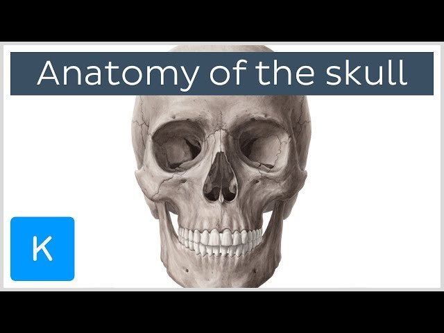 Bones of the Skull: Neurocranium and Viscerocranium - Human Anatomy