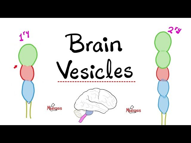 Brain Vesicles - Brain Development - Primary vs Secondary Vesicles - Neuroanatomy and Embryology