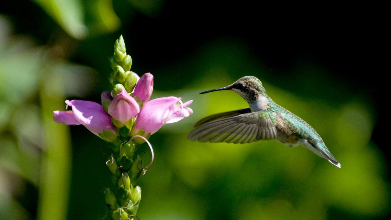 Gardening for Hummingbirds (Live Online)