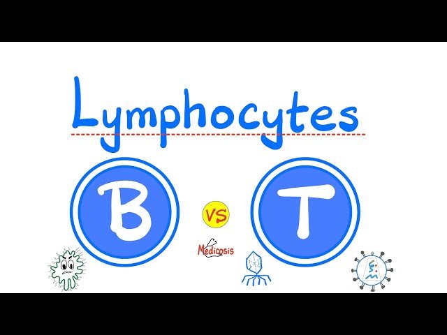 B-Lymphocytes vs. T-Lymphocytes - Humoral vs. Cellular Immunity - Acquired Adaptive Immunity