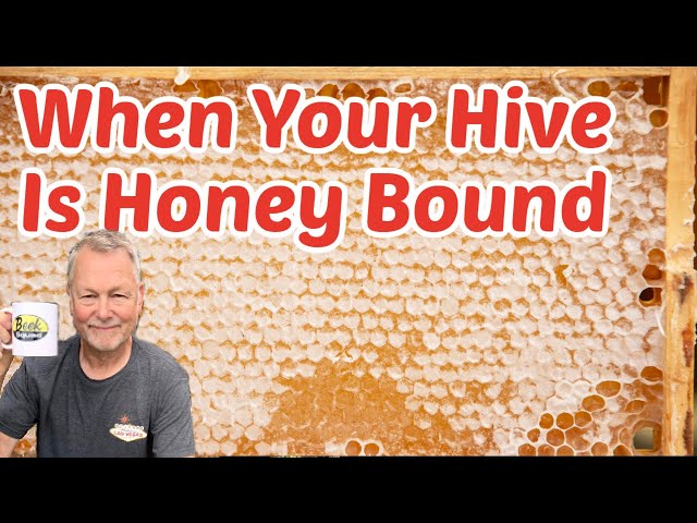 Beekeeping - How to Deal with Honey Bound Hives and More Answers