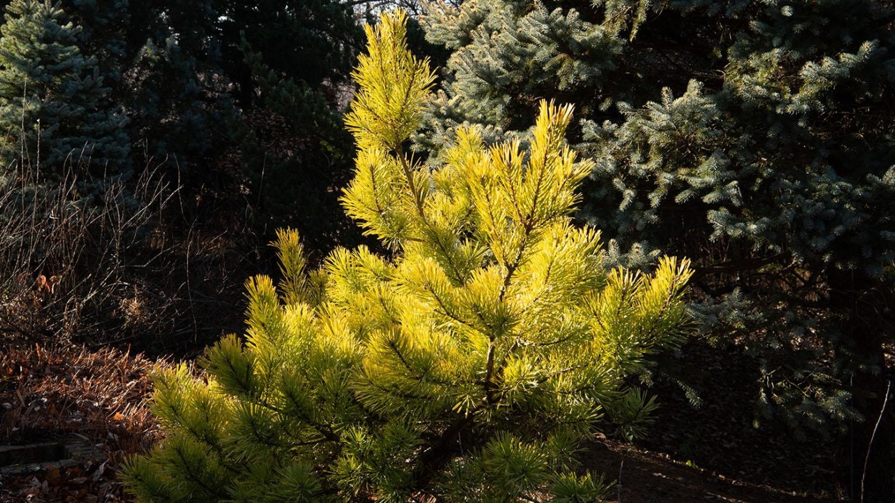 Native Evergreens (Live Online)