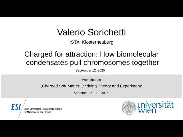 Charged for Attraction - How Biomolecular Condensates Pull Chromosomes Together