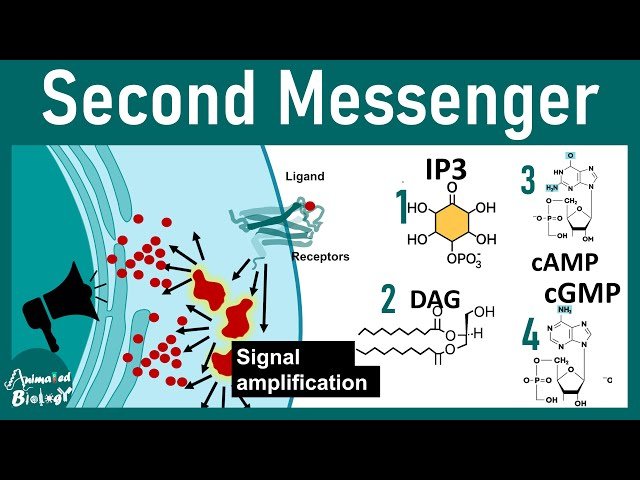 Second Messengers - The Key Players in Cell Communication