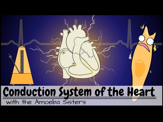 Conduction System of the Heart