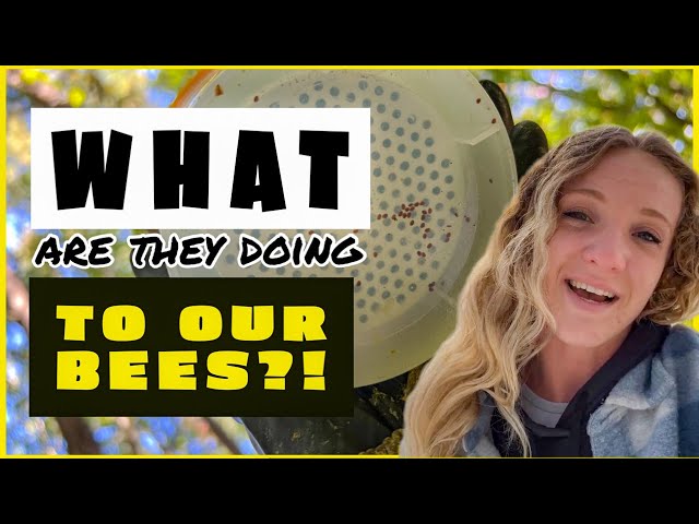 Effects of Mite Treatments on Honey Bee Health - Beekeeping 101