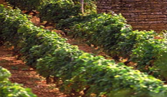 Wines of North America (Live Online)