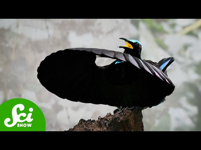 The Hunt for the Blackest Black - From Vantablack to Modern Innovations