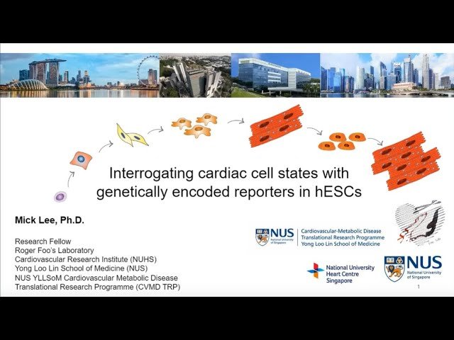 Interrogating Cardiac Cell States with Genetically Encoded Reporters in Human Embryonic Stem Cells