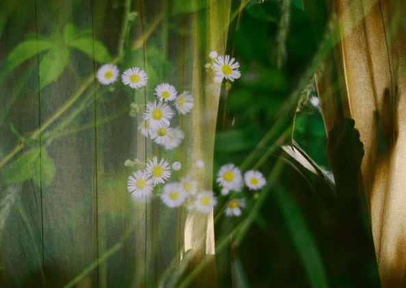 Layers of Imagination: The Art of Multiple Exposure (Live Online)