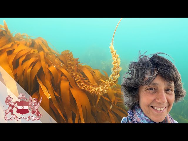 Connecting the Dots to Protect the Ocean - Marine Connectivity and Protected Areas