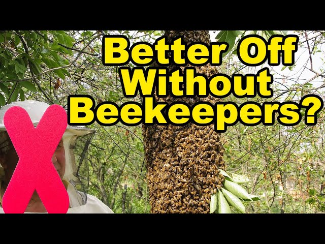 Beekeeping - Would Honey Bees Be Better Off Without Beekeepers?