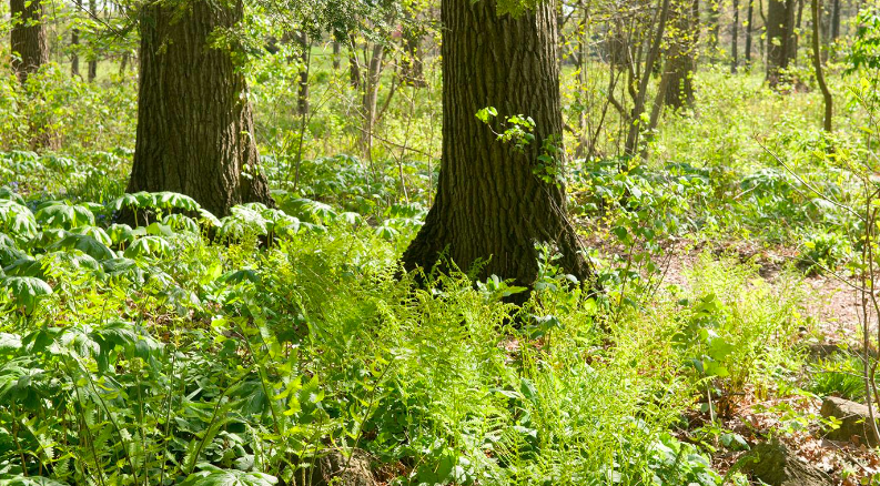 Reading Our Forests with Tom Wessels (Live Online)