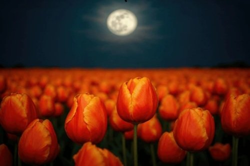 Mastering the Art of Photography (Self-Paced)