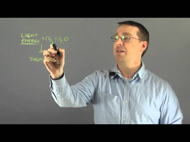 Photosynthesis and Other Reactions
