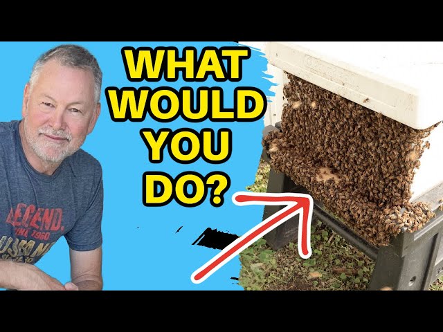 Beekeeping - Which Hive Swarmed and How to Keep It Home