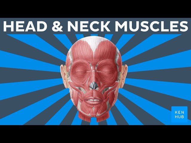 All Main Head and Neck Muscles in Less Than 30 Minutes