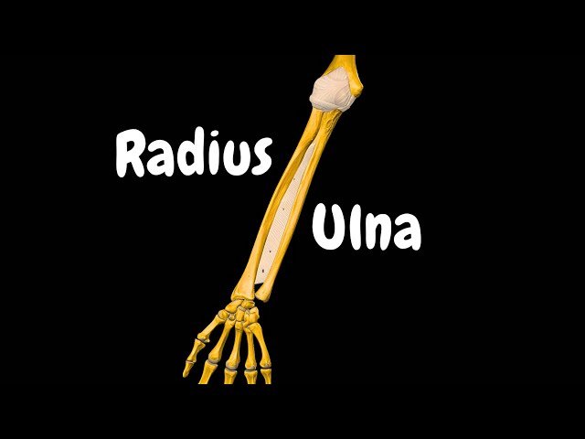 Radius and Ulna - Bone Landmarks, Joints and Functions | Anatomy