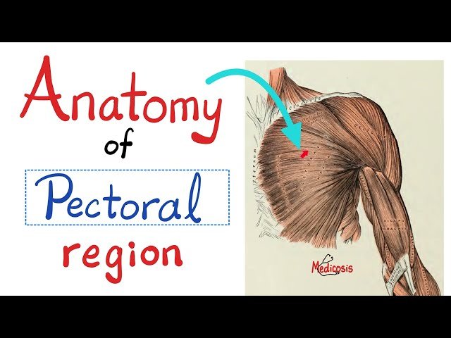 Anatomy of Thorax - Anatomy of Pectoral Region - Anatomy of Upper Limbs - Brachial Plexus