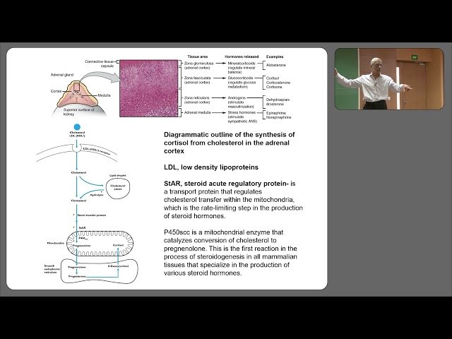 Physiology of Glucocorticoids - Part 1