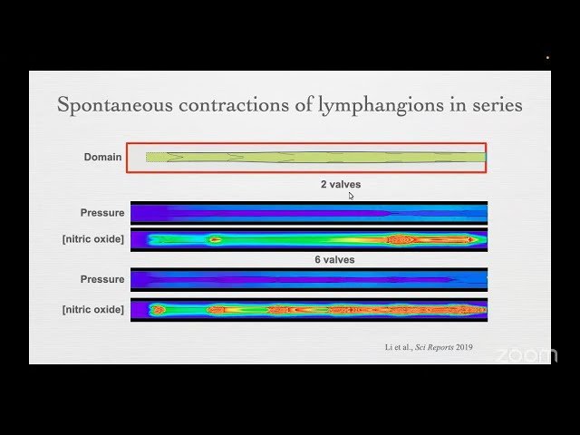Mathematical Models of the Tumor Microenvironment - From Blood Flow to Immunotherapy