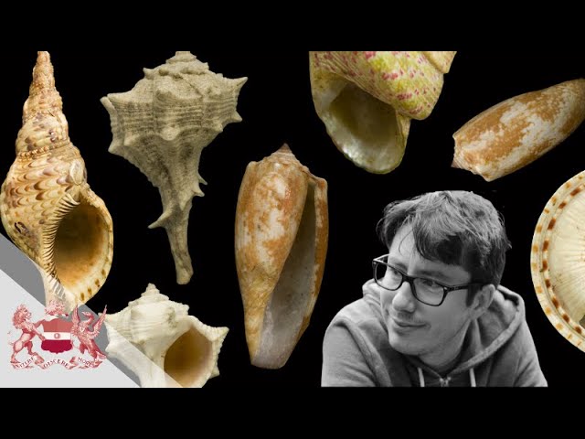 Treasures of the Linnean Shells Collection