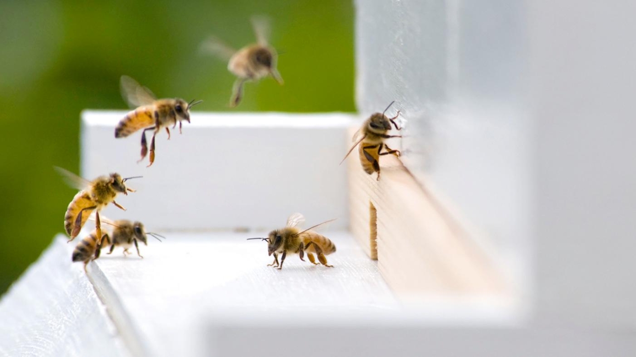 Wintering Bees in Cold Climates (Live Online)