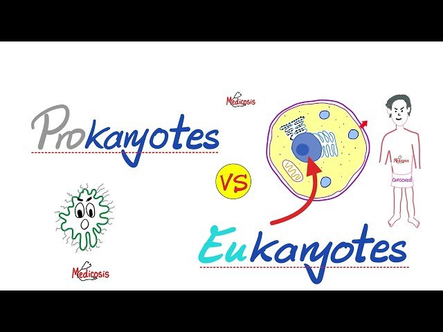 Introduction to Biology - Prokaryotes vs. Eukaryotes Comparison
