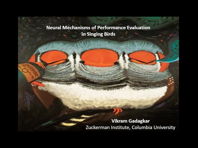 Neural Mechanisms of Performance Evaluation in Singing Birds