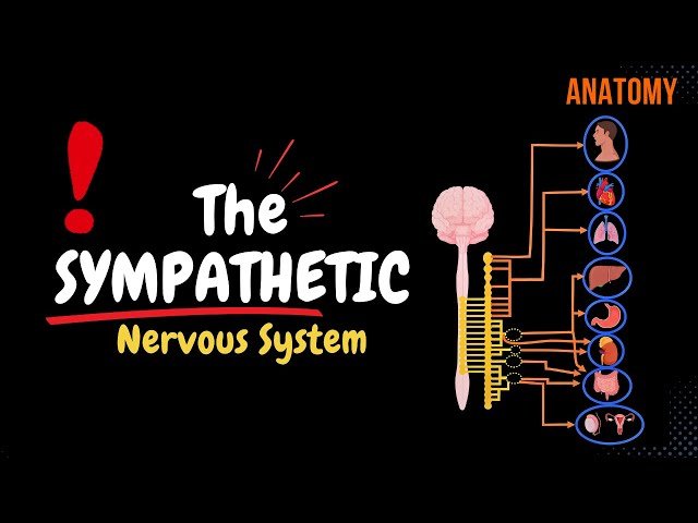 Autonomic Nervous System - Sympathetic and Parasympathetic Anatomy