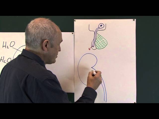 Homeostasis - Physiological Principles and Regulatory Mechanisms