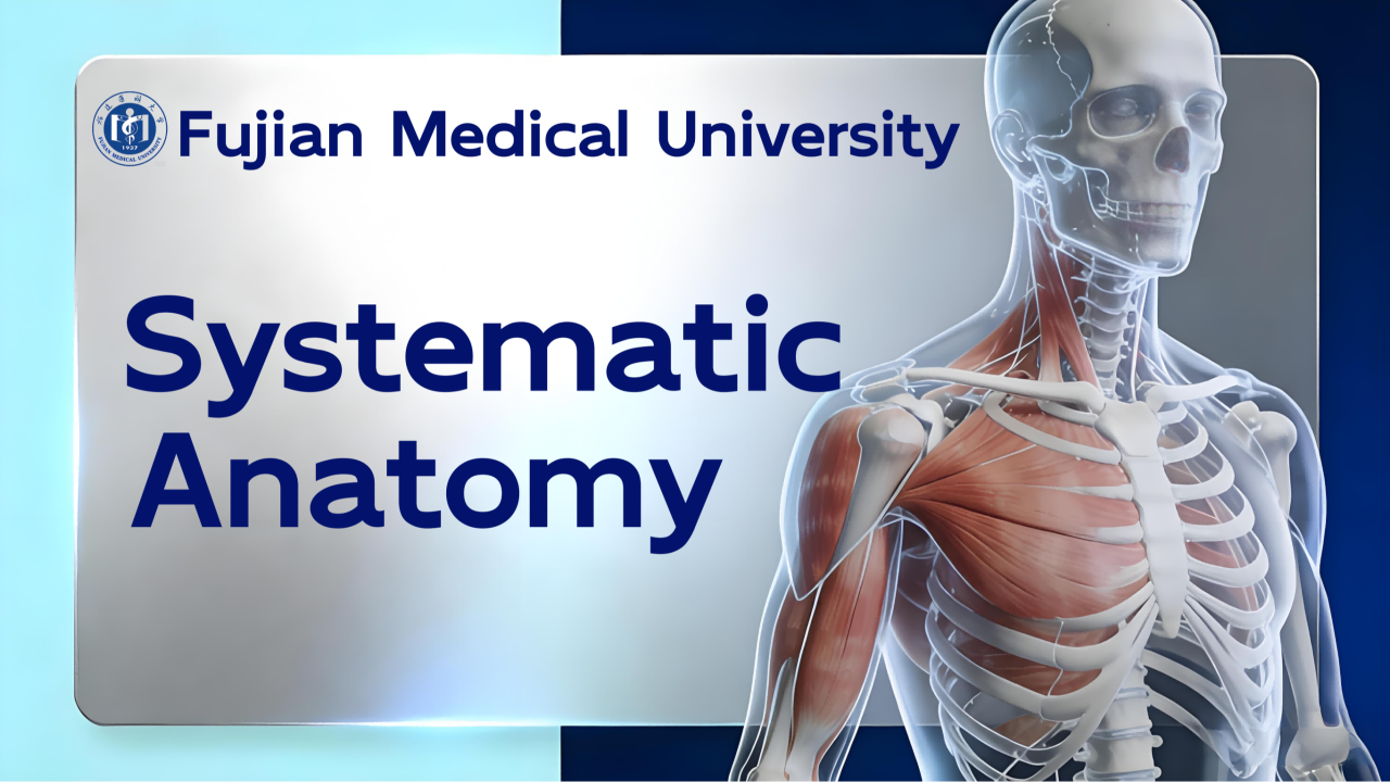 Systematic Anatomy