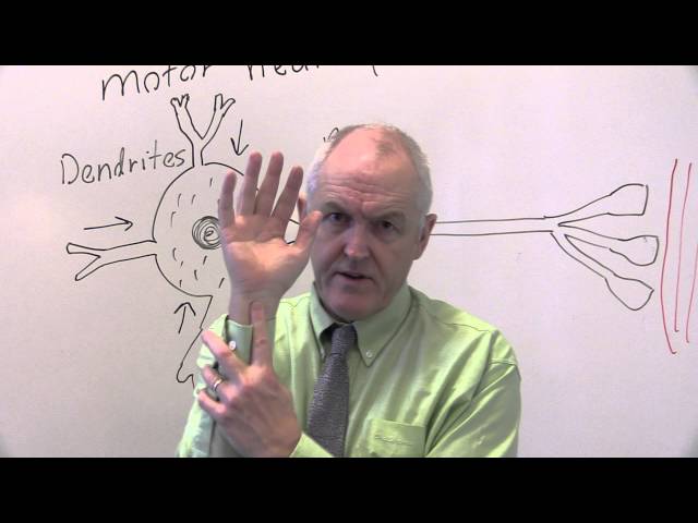 Nervous System Anatomy and Physiology