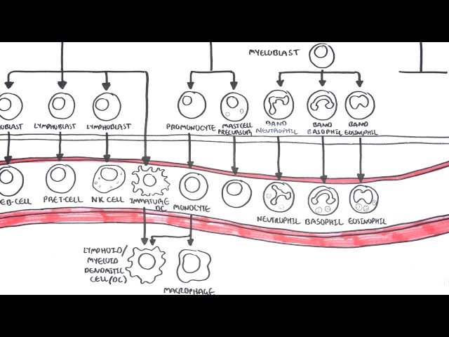 Introduction to Haematology - Blood Disorders and Pathophysiology